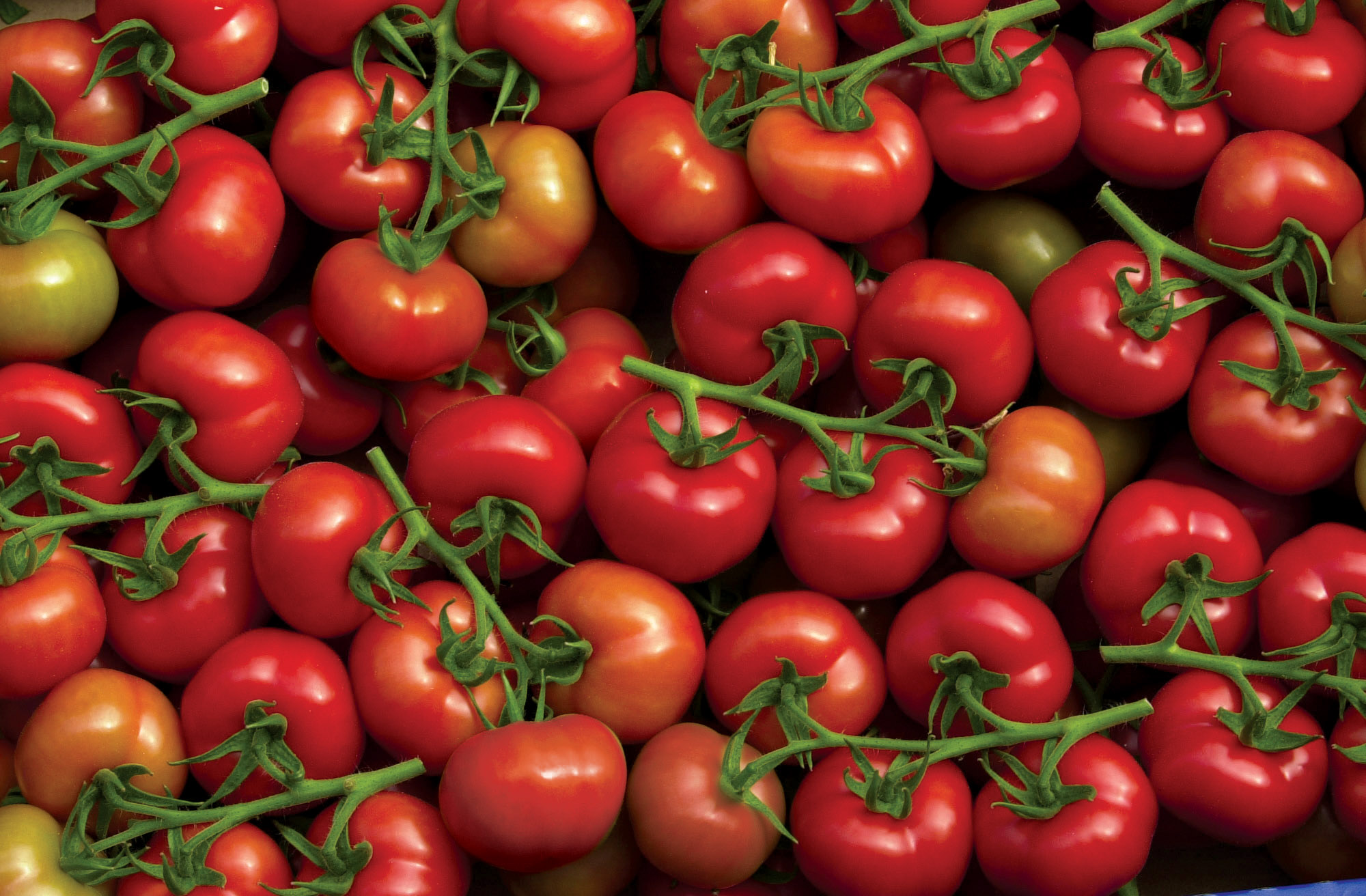 La tomate toujours plus chère : les explications des producteurs-exportateurs